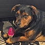 dog, toy, indoor, black_and_tan, paw, plastic_toy, ice_cream_cone, carpet, patterned_rug, pet, canine, laying_down, looking_at_camera, fur, ears, brown_eyes, snout, animal, domestic, companion