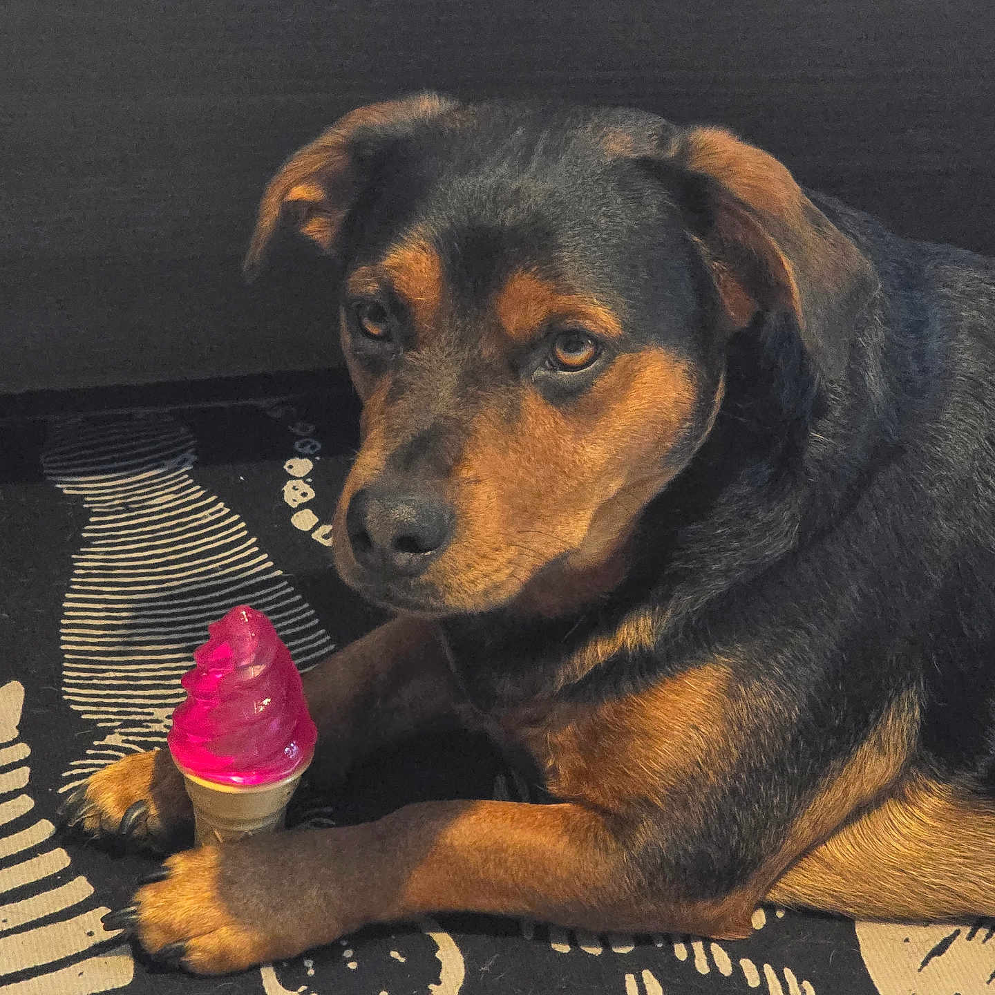Django participe au concours pour gagner de l'argent avec cette photo : animal, black_and_tan, brown_eyes, canine, carpet, companion, dog, domestic, ears, fur, ice_cream_cone, indoor, laying_down, looking_at_camera, patterned_rug, paw, pet, plastic_toy, snout, toy