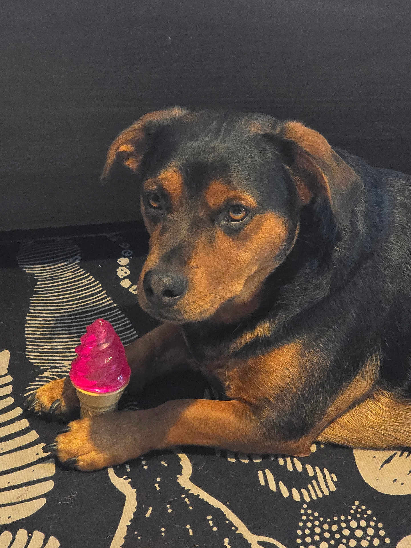 Django participe au concours pour gagner de l'argent avec cette photo : dog, toy, indoor, black_and_tan, paw, plastic_toy, ice_cream_cone, carpet, patterned_rug, pet, canine, laying_down, looking_at_camera, fur, ears, brown_eyes, snout, animal, domestic, companion
