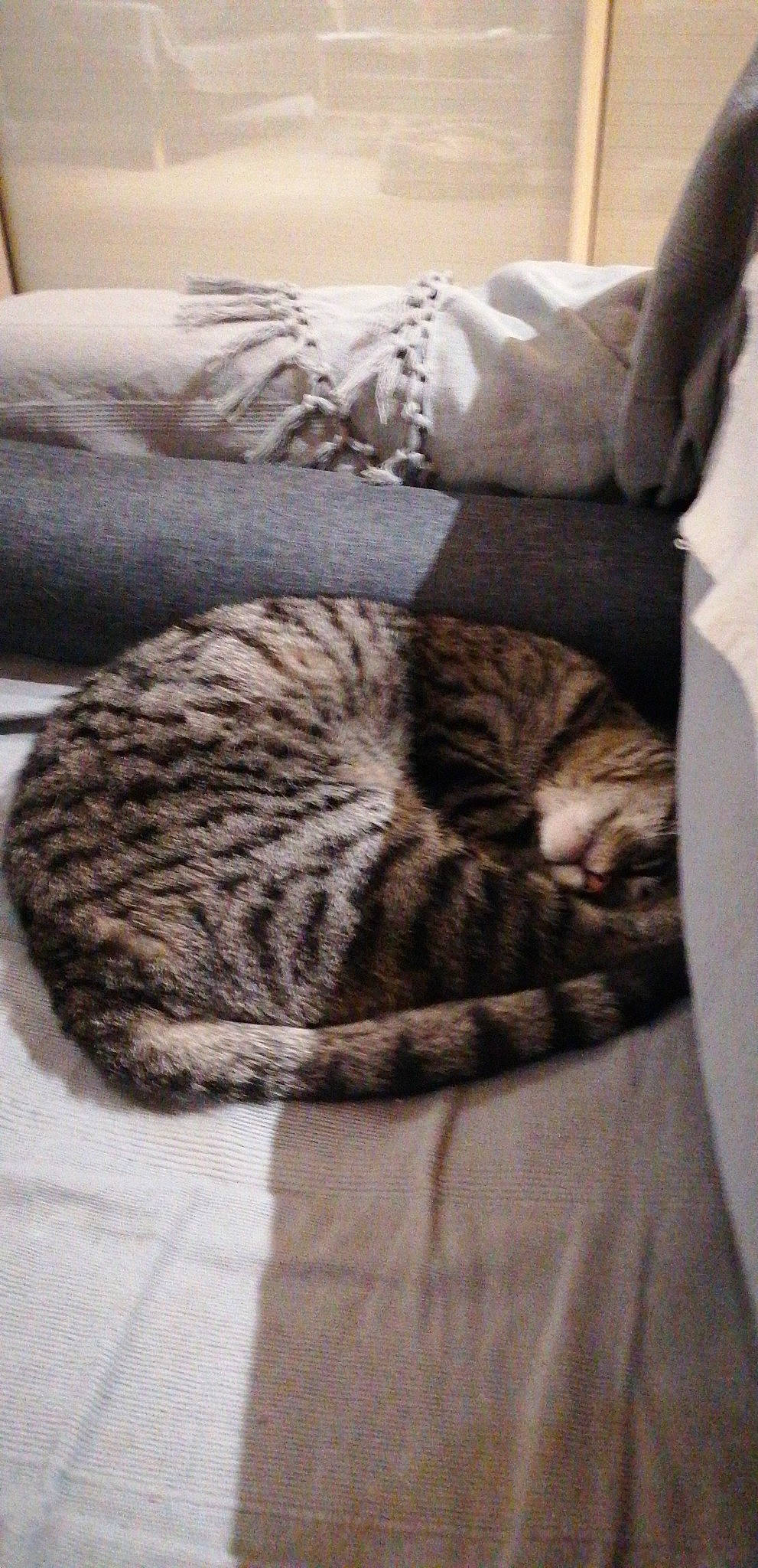 Eden a rejoint le concours — aidez-le/la à gagner de superbes lots ! carnivore, cat, cat_bed, comfort, domestic_short_haired_cat, felidae, fur, grey, hardwood, linens, nap, pattern, room, sleep, small_to_medium_sized_cats, snout, tail, terrestrial_animal, whiskers, wood