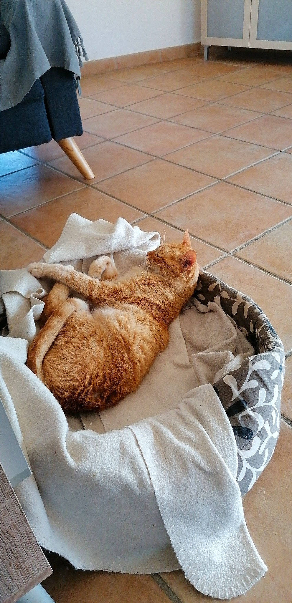 Bbroux a rejoint le concours — aidez-le/la à gagner de superbes lots ! carnivore, cat, comfort, companion_dog, domestic_short_haired_cat, fawn, felidae, floor, flooring, foot, fur, hardwood, human_leg, linens, paw, room, small_to_medium_sized_cats, tail, whiskers, wood