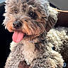 Cooper is registered to the contest to win money with this photo: dog, pet, curly_fur, happy, tongue_out, car_seat, sunlight, cozy, animal, cute, companion, domestic, portrait, furry, canine, relaxed, indoor, seatbelt, travel, smiling