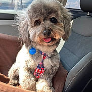 Cooper is registered to the contest to win money with this photo: dog, pet, car, seat, tie, collar, fur, happy, tongue, sunlight, window, sky, clouds, interior, comfort, cute, animal, portrait, seatbelt, travel