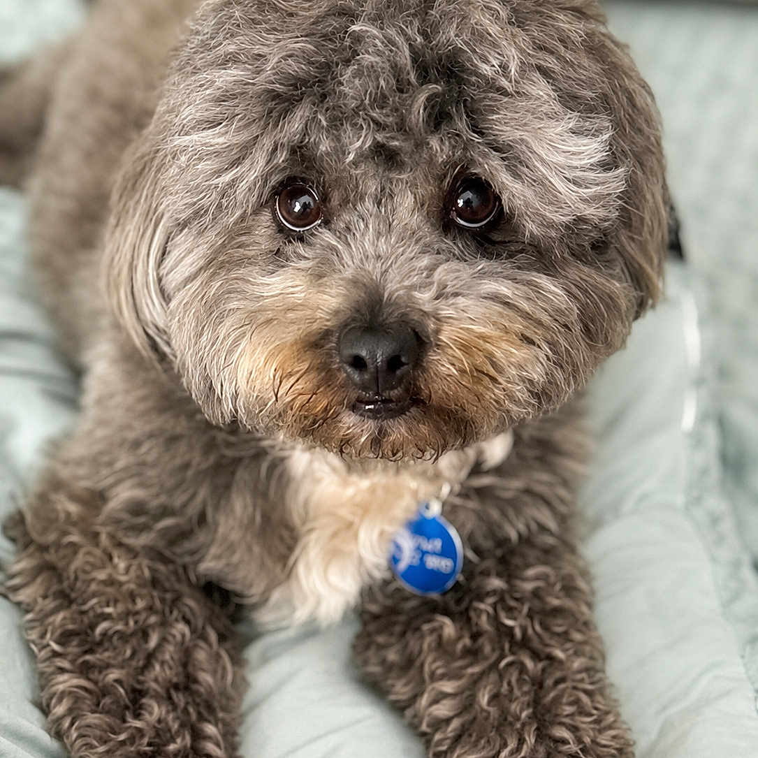Cooper joined the competition — help win amazing prizes! dog, pet, curly_fur, brown_fur, close_up, cute, animal, collar, tag, resting, indoor, soft_surface, fur_texture, big_eyes, nose, whiskers, portrait, fluffy, companion, domestic_animal