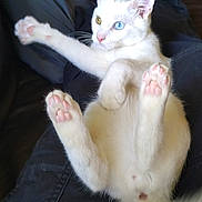 Bowie joined the competition — help win amazing prizes! animal, blue_eye, cat, close_up, cute, domestic_cat, feline, fluffy, heterochromia, indoor, lying_down, paw_pads, pet, pink_nose, playful, relaxed, soft_fur, whiskers, white_cat, yellow_eye