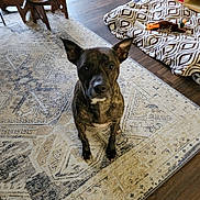 Loki is registered to the contest to win money with this photo: dog, brindle, carpet, patterned_rug, wood_floor, dog_bed, blanket, stuffed_toy, ears_up, paws, indoor, pet, looking_up, curious, chair, stool, bookshelf, floor, living_room, portrait_dog