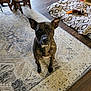 dog, brindle, carpet, patterned_rug, wood_floor, dog_bed, blanket, stuffed_toy, ears_up, paws, indoor, pet, looking_up, curious, chair, stool, bookshelf, floor, living_room, portrait_dog