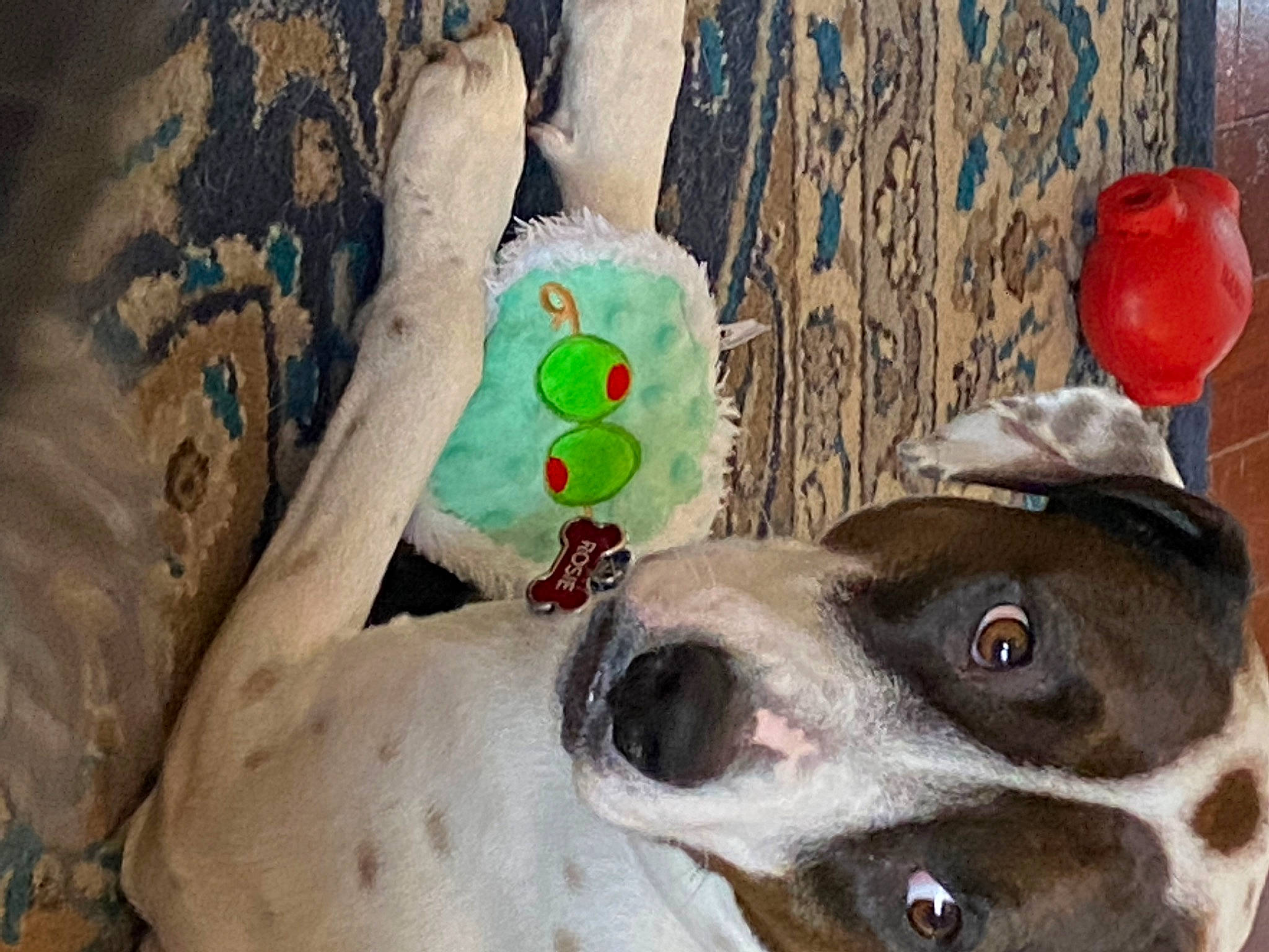 Rosie is registered to the contest to win money with this photo: art, canidae, carnivore, collar, companion_dog, couch, dog, dog_breed, dog_collar, dog_supply, fawn, fur, paint, paw, pet_supply, sporting_group, stuffed_toy, visual_arts, whiskers, working_animal