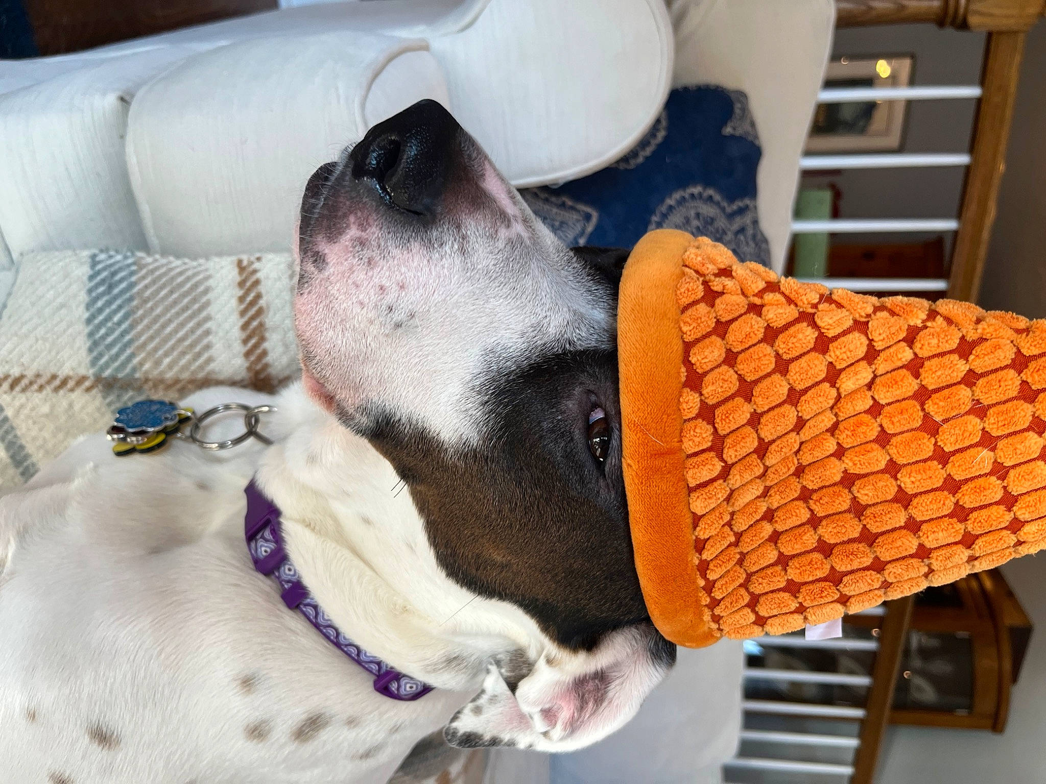 Rosie joined the competition — help win amazing prizes! bag, carnivore, collar, comfort, companion_dog, couch, dog, dog_breed, dog_collar, dog_supply, fashion_accessory, fawn, fur, leash, luggage_and_bags, pet_supply, snout, sporting_group, whiskers, working_animal