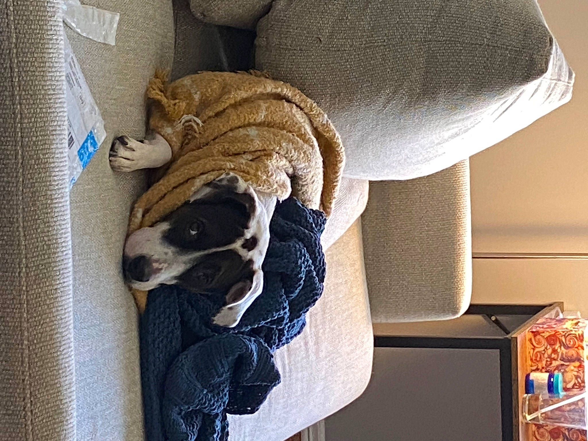 Rosie is registered to the contest to win money with this photo: canidae, carnivore, comfort, companion_dog, dog, dog_breed, dog_supply, fawn, felidae, flooring, fur, hat, linens, pattern, pet_supply, room, sporting_group, tail, wood, working_animal