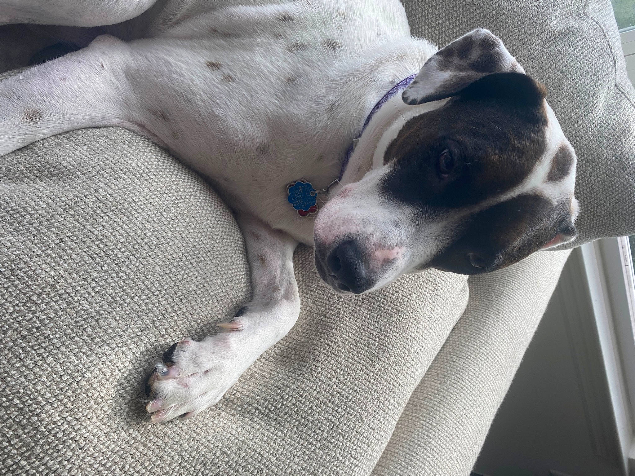 Rosie is registered to the contest to win money with this photo: carnivore, collar, comfort, companion_dog, couch, dog, dog_breed, fawn, grey, linens, non_sporting_group, paw, whiskers, working_animal