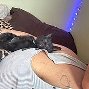 Midnight joined the competition — help win amazing prizes! kitten, sleeping, person, tattoo, nose_ring, tank_top, couch, blanket, leopard_print, blue_lights, indoor, closeup, resting, pet, cute, cozy, skin, face_partial, animal, relaxation