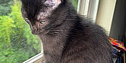 Midnight joined the competition — help win amazing prizes! black_cat, kitten, windowsill, window, screen, greenery, indoor, pet, animal, fur, whiskers, ears, side_view, young_cat, curious, quiet, natural_light, close_up, domestic_cat, looking_down