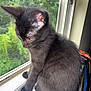 black_cat, kitten, windowsill, window, screen, greenery, indoor, pet, animal, fur, whiskers, ears, side_view, young_cat, curious, quiet, natural_light, close_up, domestic_cat, looking_down