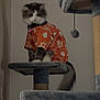 Willow is registered to the contest to win money with this photo: cat, orange_shirt, cat_tree, fluffy, pet, indoor, feline, toy, curious, perched, fur, whiskers, tail, collar, playful, domestic, animal, cute, household, portrait