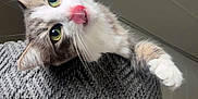 Willow joined the competition — help win amazing prizes! cat, pet, indoor, cute, playful, tongue_out, green_eyes, fur, whiskers, cat_tree, gray, cozy, curious, animal, feline, close_up, head_tilt, soft_lighting, domestic, resting
