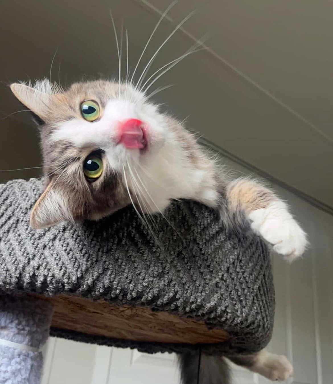 Willow joined the competition — help win amazing prizes! cat, pet, indoor, cute, playful, tongue_out, green_eyes, fur, whiskers, cat_tree, gray, cozy, curious, animal, feline, close_up, head_tilt, soft_lighting, domestic, resting