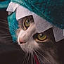 cat, close_up, green_eyes, whiskers, costume, felt, hat, pet, animal, cute, curious, indoor, portrait, feline, soft_texture, playful, headgear, looking, face, domestic_animal