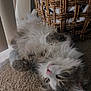 Willow joined the competition — help win amazing prizes! cat, fluffy, carpet, basket, blanket, indoor, pet, relaxed, sleepy, feline, fur, cozy, resting, animal, closeup, cute, whiskers, pink_nose, soft_light, domestic