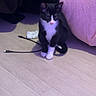 Damiss participe au concours pour gagner de l'argent avec cette photo : kitten, cat, black_and_white, indoor, floor, wooden_floor, bed, pink_bedspread, cable, pet, animal, small, curious, sitting, fur, whiskers, ears, cute, domestic, young