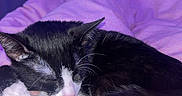 Damiss a rejoint le concours — aidez-le/la à gagner de superbes lots ! cat, sleeping, black_and_white, pet, cozy, blanket, indoor, fur, cute, resting, animal, pink, purple_background, soft_texture, whiskers, tail, nap, domestic_cat, feline, quiet