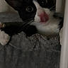 cat, black_and_white, feline, pet, tongue_out, curious, cat_bed, cozy, indoor, close_up, whiskers, ears, cute, animal, playful, fur, face, paw, resting, looking