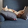 Arès participe au concours pour gagner de l'argent avec cette photo : cat, ginger_cat, couch, gray_couch, pillows, relaxed, indoor, feline, pet, animal, resting, stretching, cozy, furniture, living_room, cute, domestic_cat, whiskers, ears, paws