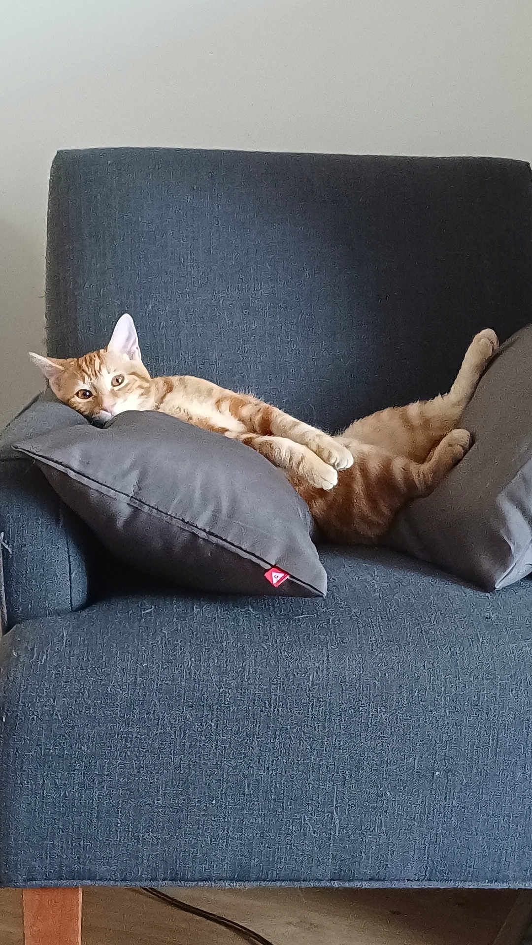 Arès participe au concours pour gagner de l'argent avec cette photo : cat, ginger_cat, couch, gray_couch, pillows, relaxed, indoor, feline, pet, animal, resting, stretching, cozy, furniture, living_room, cute, domestic_cat, whiskers, ears, paws