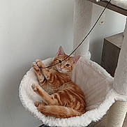 Arès participe au concours pour gagner de l'argent avec cette photo : cat, orange_tabby, cat_tree, hammock, string, pet_bed, feeding_station, food_bowl, floor, wooden_floor, wall, furniture, playful, indoor, cozy, resting, cute, animal, domestic_cat, pet