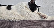 Wiggles is registered to the contest to win money with this photo: animal, black_and_white, cat, closeup, cozy, cushion, cute, feline, fur, home, indoor, paw, pet, quiet, relaxing, resting, sleeping, soft, texture, whiskers