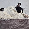 Wiggles is registered to the contest to win money with this photo: cat, black_and_white, sleeping, paw, fur, cushion, indoor, relaxing, texture, cozy, pet, feline, resting, cute, animal, whiskers, soft, closeup, home, quiet
