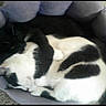 cat, cats, pet_bed, sleeping, black_cat, black_and_white_cat, cozy, fur, animal, nap, rest, indoor, cute, sleep, curled_up, feline, companionship, soft, warm, quiet