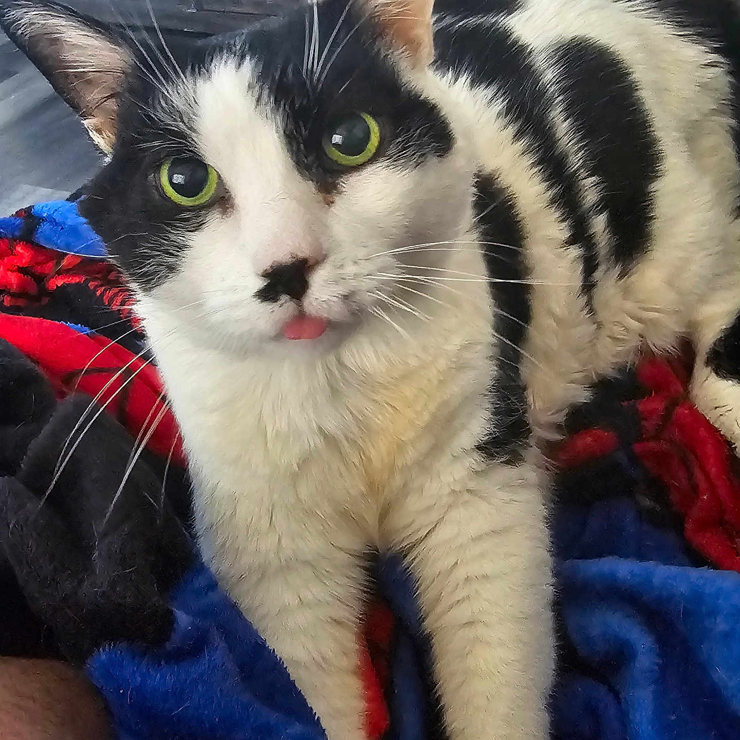 Wiggles is registered to the contest to win money with this photo: cat, black_and_white, green_eyes, tongue_out, close_up, pet, feline, whiskers, fur, indoor, blanket, colorful, cozy, animal, cute, relaxed, portrait, domestic_cat, playful, resting
