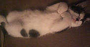Wiggles is registered to the contest to win money with this photo: cat, sleeping, resting, fur, white, black_spot, paws, cozy, indoor, pet, animal, cute, relaxed, nap, feline, soft, brown_background, quiet, calm, domestic