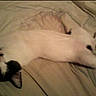 Wiggles is registered to the contest to win money with this photo: cat, bed, blanket, foot, black_and_white_cat, lying_down, pet, indoor, relaxed, sleeping, feline, domestic_animal, resting, fur, animal, cozy, human_foot, soft_surface, casual, nap