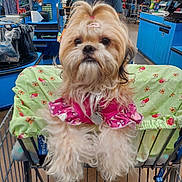 Shasta is registered to the contest to win money with this photo: dog, shopping_cart, person, store, clothing, blanket, glasses, pet_accessory, shopping, retail, indoor, fur, cute, animal, commerce, hair_clip, pink_outfit, aisle, shelf, casual