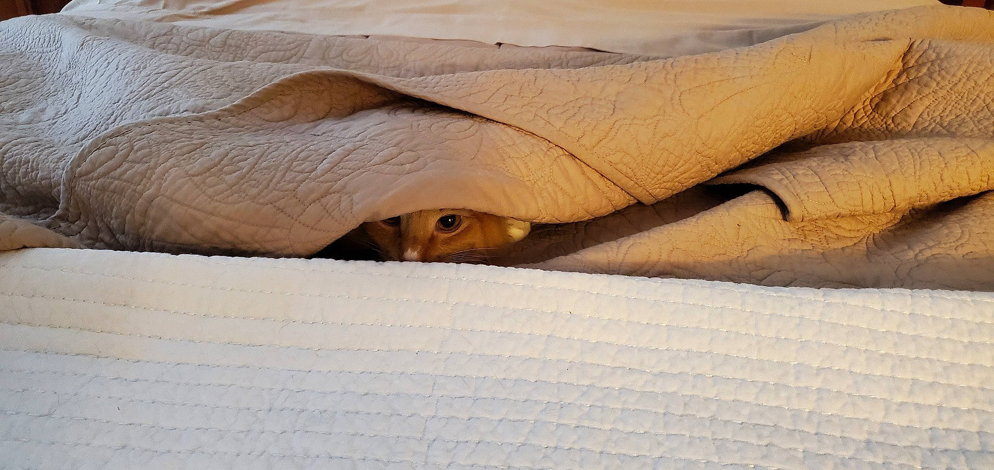 Cyrus joined the competition — help win amazing prizes! close_up, comfort, eye, fawn, felidae, hair, head, human_leg, landscape, linens, reptile, sand, snout, terrestrial_animal, tints_and_shades, tree, vertebrate, wildlife, wood, wrinkle