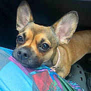 Diksie joined the competition — help win amazing prizes! affectionate, brown_fur, casual, close_up, collar, colorful, cute, dog, ears, eyes, fabric, face, indoor, looking_up, patchwork, pet, resting_chin, shoe, small_dog, snout