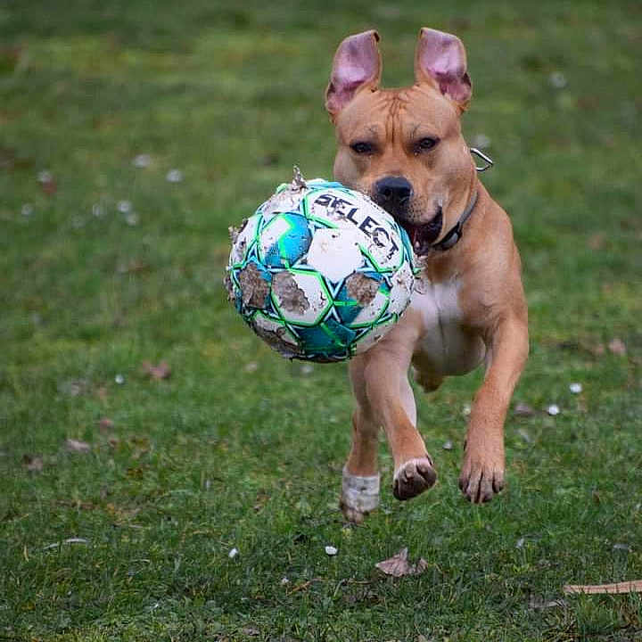 Gotty a rejoint le concours — aidez-le/la à gagner de superbes lots ! active, animal, brown_dog, canine, collar, dog, ears, energetic, field, grass, leaping, mouth, muddy, nature, outdoor, pet, playful, running, soccer_ball, sport
