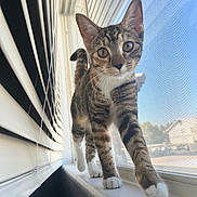 Kiwi joined the competition — help win amazing prizes! animal, cat, closeup, curious, daylight, ears, feline, home, house, indoor, looking, pet, sunlight, tabby_cat, walking, whiskers, white_paws, window_blinds, window_screen, windowsill