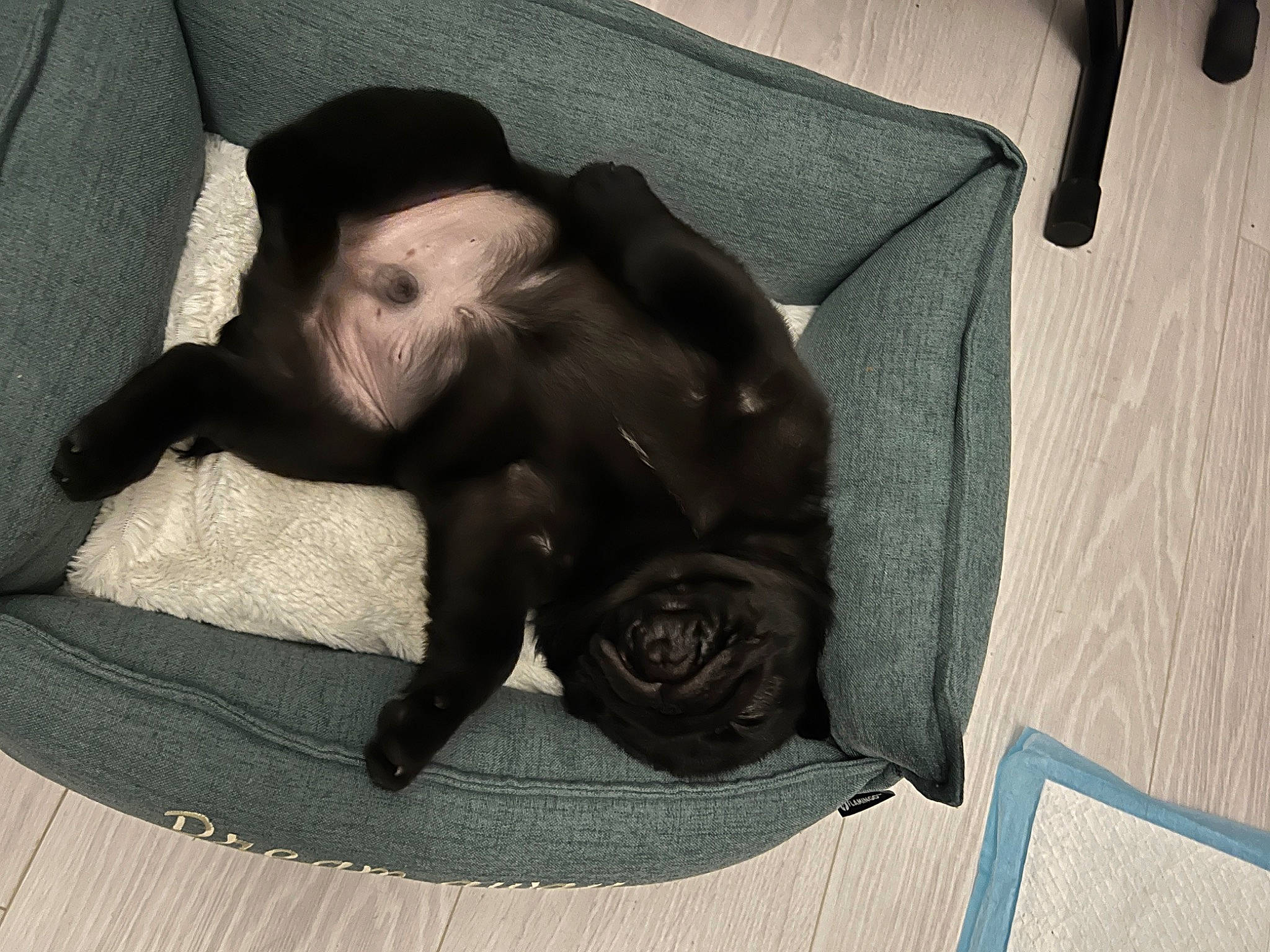 Alfred participe au concours pour gagner de l'argent avec cette photo : canidae, carnivore, comfort, companion_dog, dog, dog_breed, fawn, felidae, fur, grey, linens, liver, small_to_medium_sized_cats, snout, sporting_group, tail, terrestrial_animal, toy_dog, working_animal, wrinkle