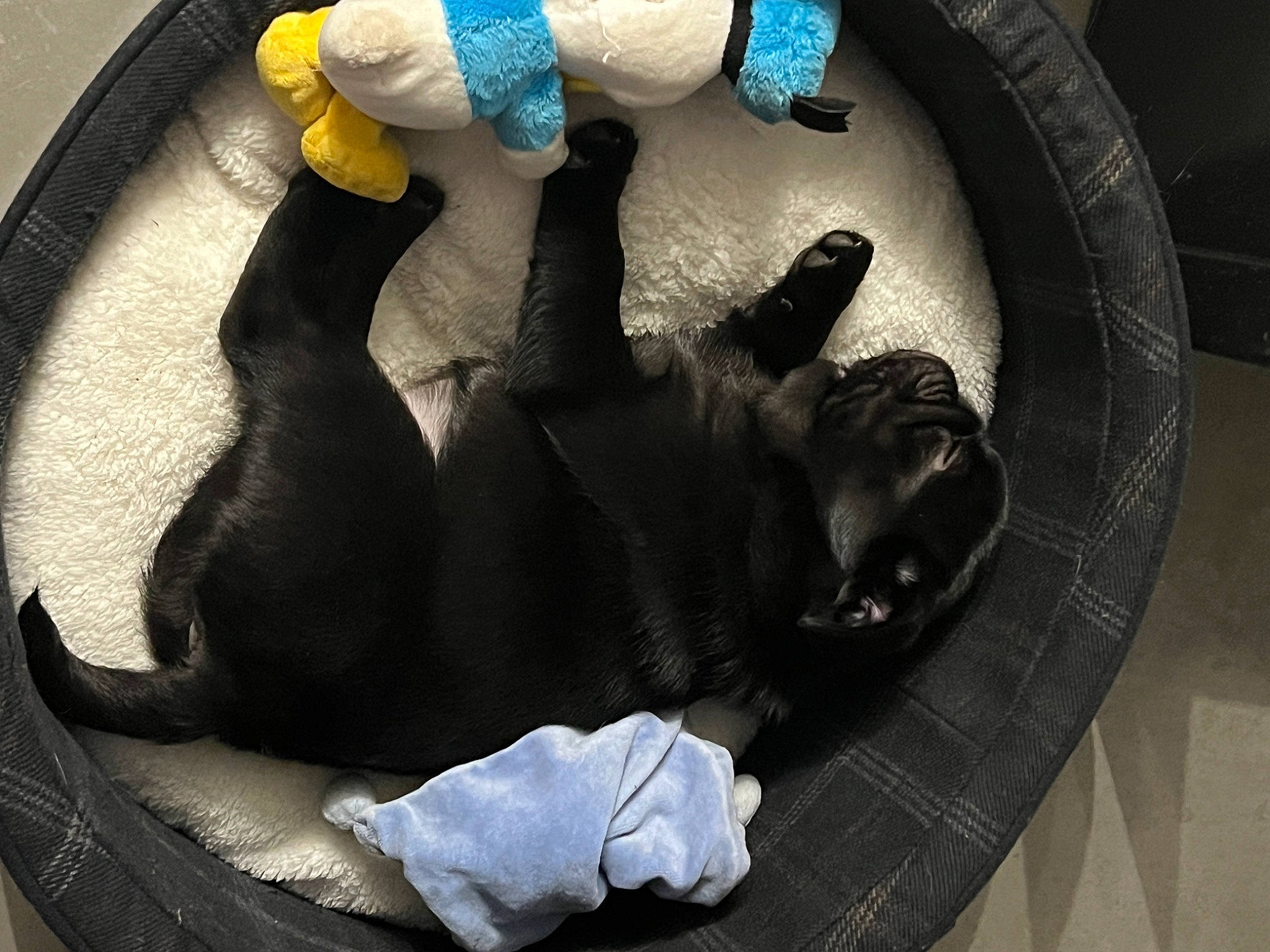 Alfred participe au concours pour gagner de l'argent avec cette photo : blue, carnivore, circle, comfort, companion_dog, dog, dog_breed, foot, fur, gesture, guard_dog, human_leg, linens, nail, nap, paw, personal_protective_equipment, sculpture, sporting_group, tail