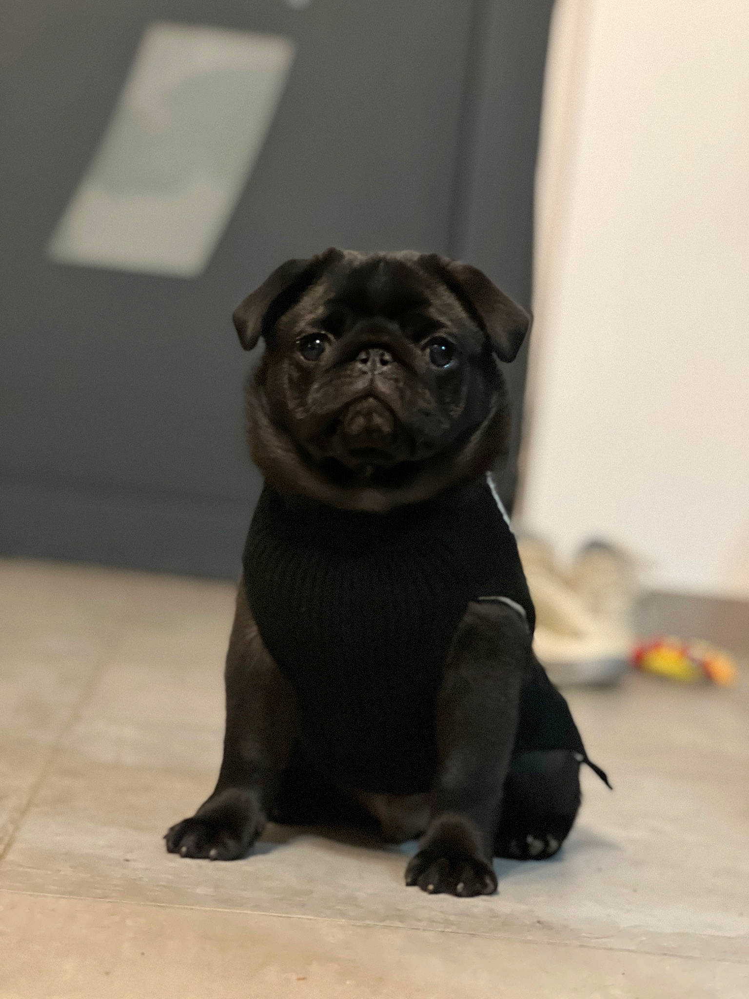 Alfred participe au concours pour gagner de l'argent avec cette photo : ancient_dog_breeds, canidae, carnivore, companion_dog, dog, dog_breed, fawn, flooring, non_sporting_group, pug, snout, sporting_group, terrestrial_animal, toy_dog, whiskers, working_animal, wrinkle