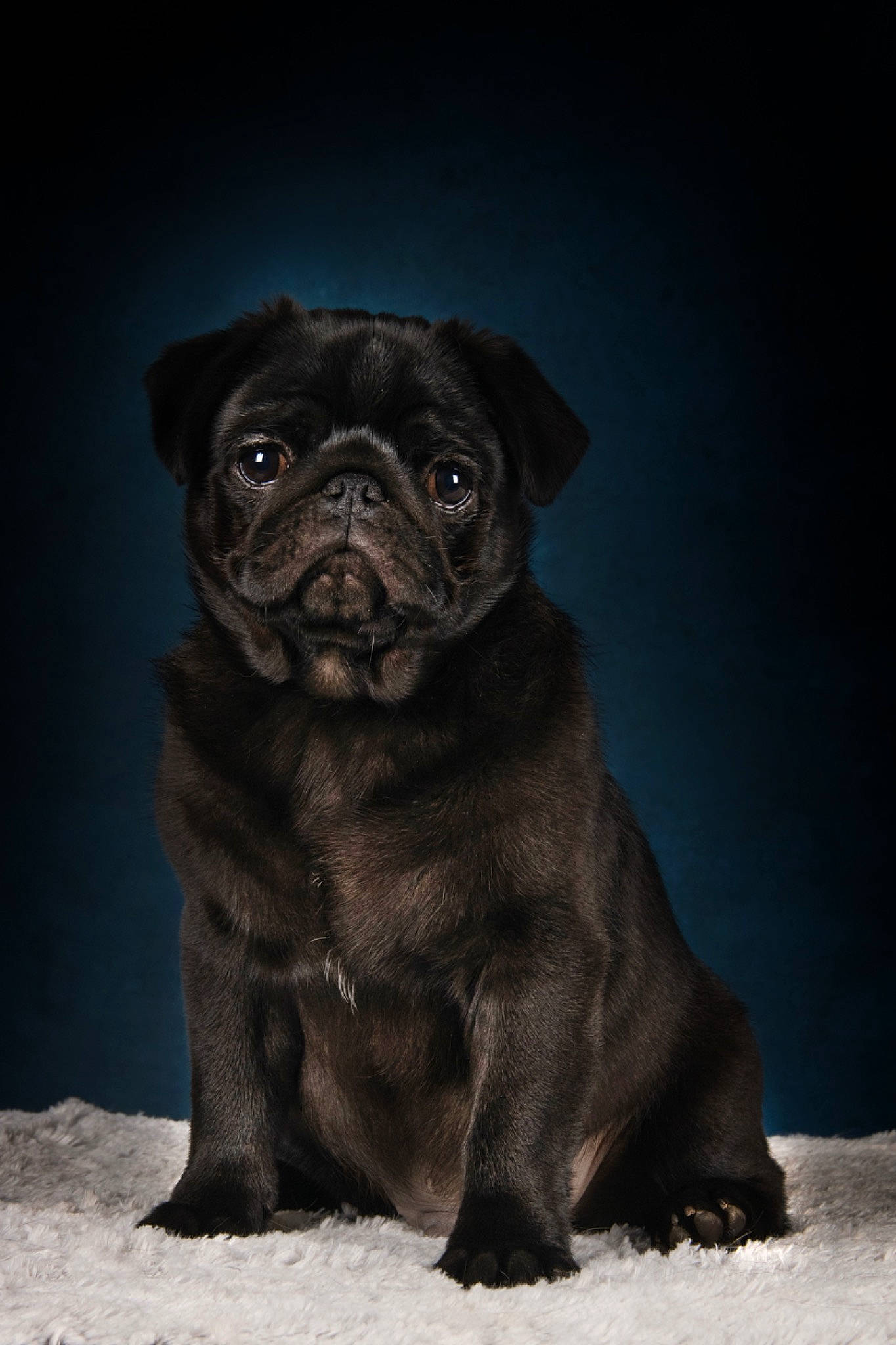 Alfred a rejoint le concours — aidez-le/la à gagner de superbes lots ! ancient_dog_breeds, canidae, carnivore, companion_dog, dog, dog_breed, fawn, liver, non_sporting_group, pug, puppy, reflex_camera, snout, sporting_group, terrestrial_animal, toy_dog, whiskers, working_animal, wrinkle