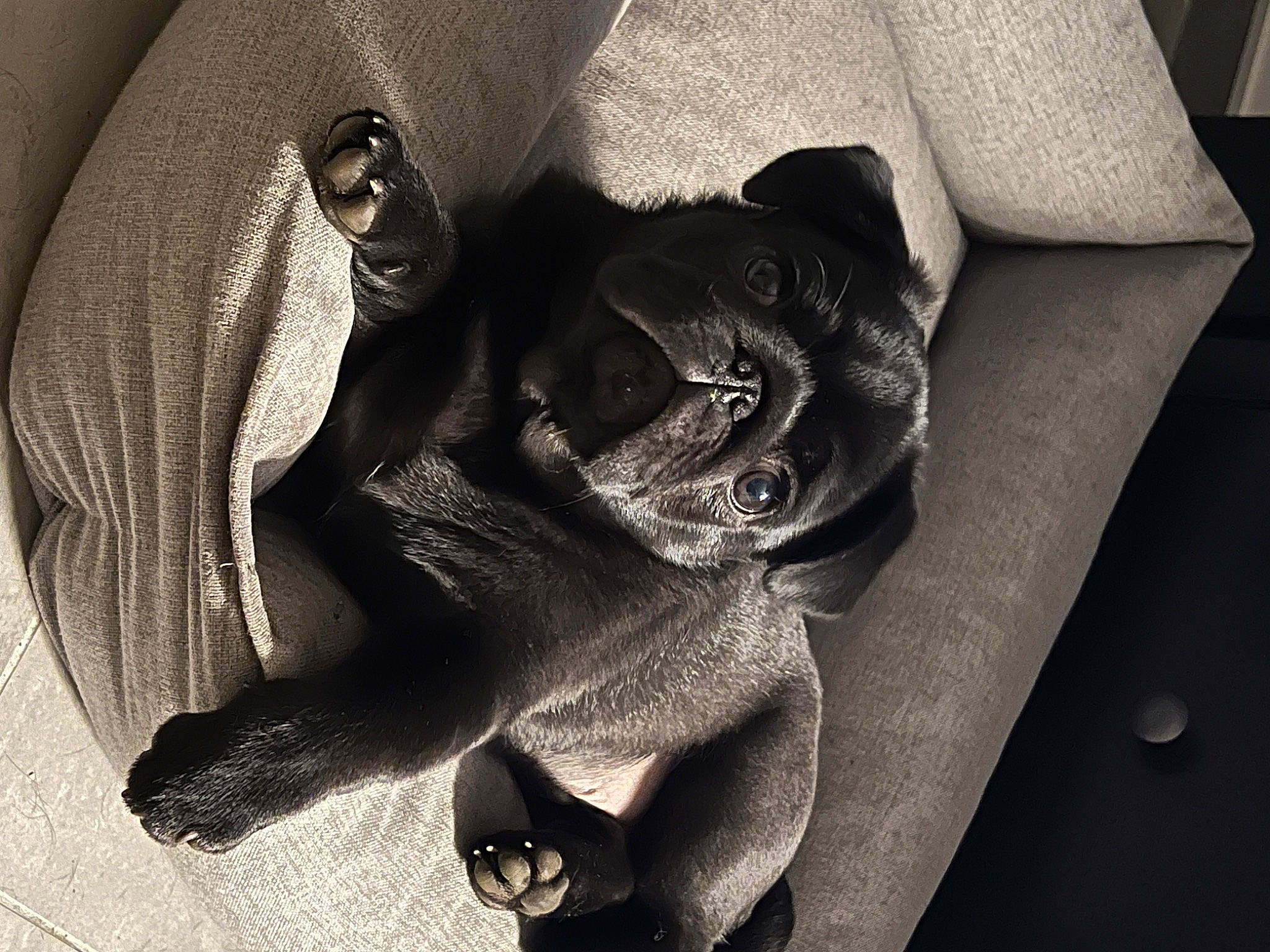 Alfred participe au concours pour gagner de l'argent avec cette photo : art, carmine, comfort, darkness, fashion_accessory, flash_photography, font, gesture, grey, human_leg, linens, monochrome, monochrome_photography, petal, plant, rose_family, shadow, still_life_photography, style, tints_and_shades