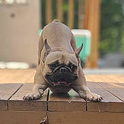 Lucy joined the competition — help win amazing prizes! animal, background_blur, brown, canine, cute, daytime, dog, ears, face, focus, french_bulldog, outdoor, paws, pet, playful, stretching, sunlight, tongue, tongue_out, wooden_deck