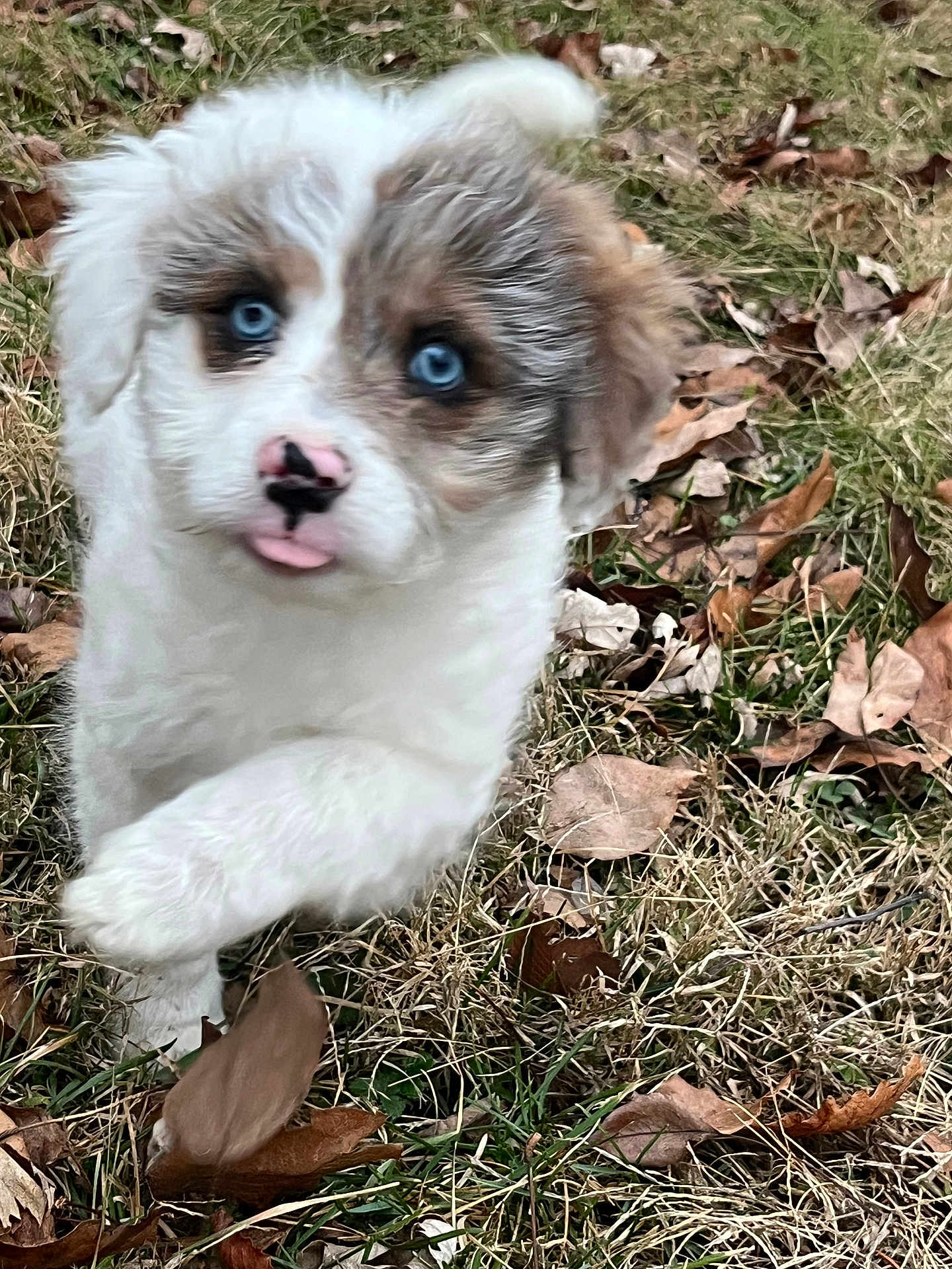 Millie joined the competition — help win amazing prizes! puppy, dog, blue_eyes, grass, leaves, outdoor, cute, fur, pet, animal, walking, nature, white, brown, nose, tongue, young, playful, closeup, adorable