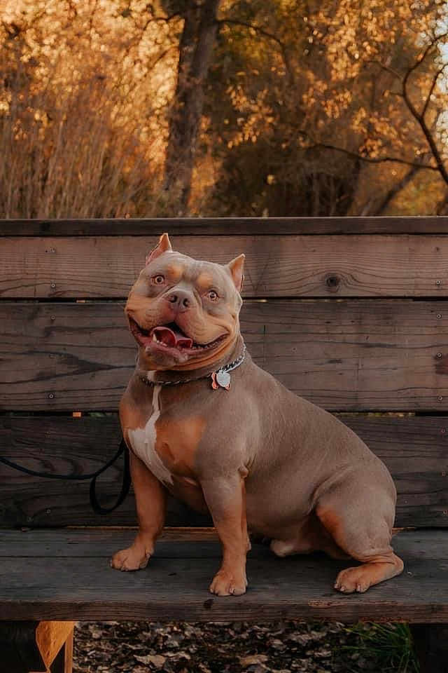 Mookie joined the competition — help win amazing prizes! animal, bench, boxer, bulldog, canine, dog, frenchbulldog, furniture, hardwood, person, pet, pig, pitbull, plant, puppy, sitting, snout, stainedwood, tree, wood