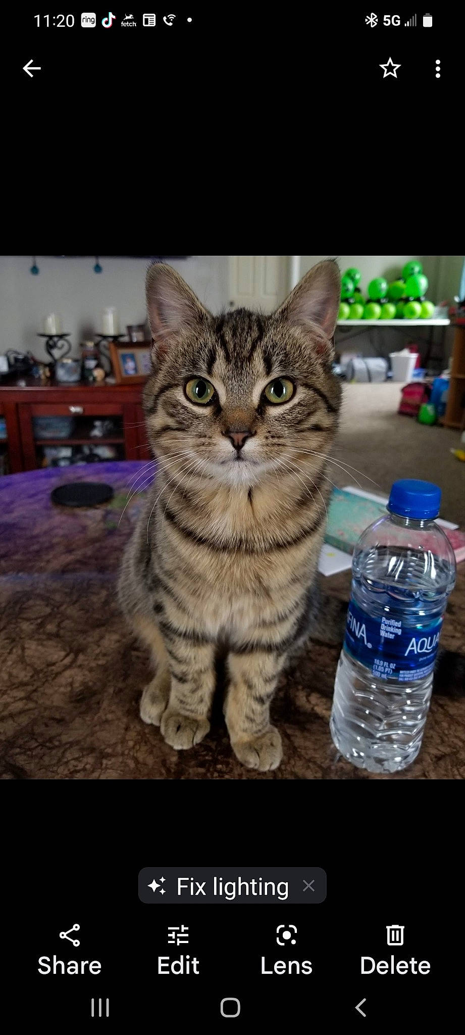 Perci is registered to the contest to win money with this photo: bottle, bottle_cap, bottled_water, carnivore, cat, distilled_water, domestic_short_haired_cat, drinking_water, drinkware, electric_blue, felidae, fluid, liquid, mineral_water, plastic_bottle, small_to_medium_sized_cats, snout, water, water_bottle, whiskers