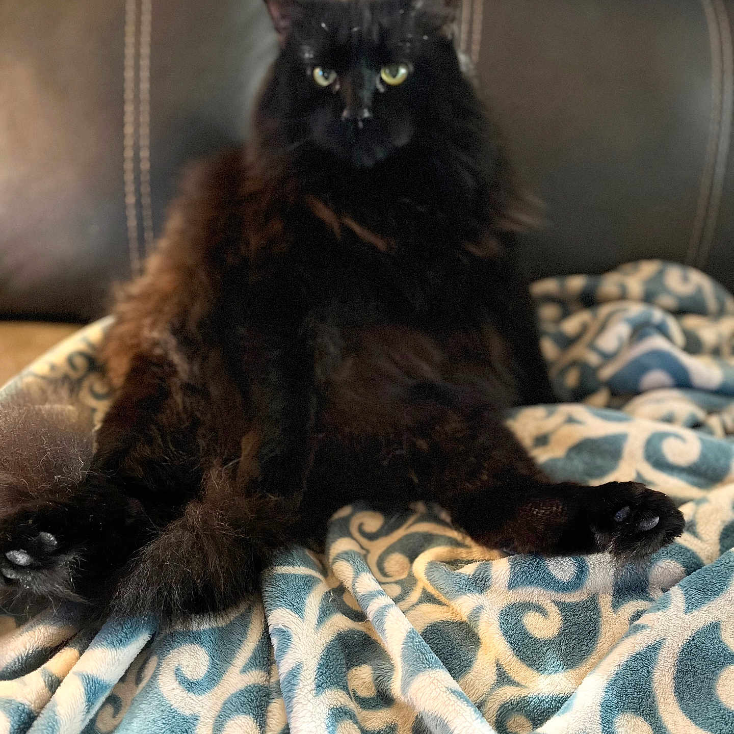 Hui is registered to the contest to win money with this photo: animal, black_cat, blanket, cat, couch, cozy, domestic_animal, ears, eyes, fluffy, fur, furniture, indoor, patterned_blanket, pet, portrait, relaxed, sitting, soft, whiskers